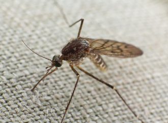 Co pomoże odstraszyć komary?