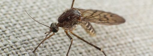 Co pomoże odstraszyć komary?